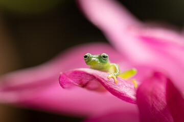 Emerald glass frogs (Centrolene prosoblepon) are among the most common Glass Frog species in Costa Rica. Like all other Glass Frogs, these frogs are quite small and have a maximum total length 31mm.