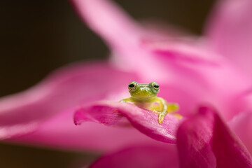Emerald glass frogs (Centrolene prosoblepon) are among the most common Glass Frog species in Costa Rica. Like all other Glass Frogs, these frogs are quite small and have a maximum total length 31mm.