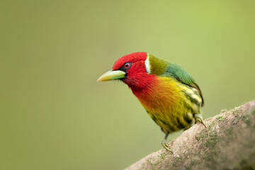 Red-headed Barbet
Eubucco bourcierii. Male is unmistakable with bright red head, green back, yellow...
