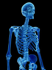 3d rendered illustration of the human skeleton