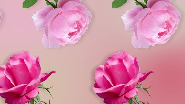 two lines with many pink rose flowers animated in different direction  on a pink gradient background. Romantic template Love concept for mother's, Valentines Day and womens day 8 march 