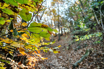 Sentiero autunnale con foglie in primo piano