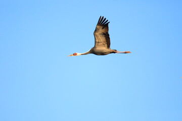 crane in flight