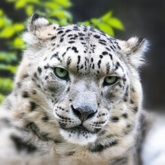 Adult snow leopard, panthera uncia, closeup of face.