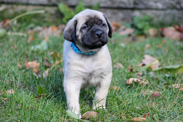 Mastiff puppy standing outside