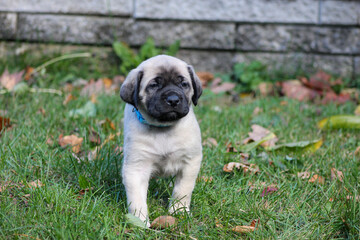 Pupy standing outside