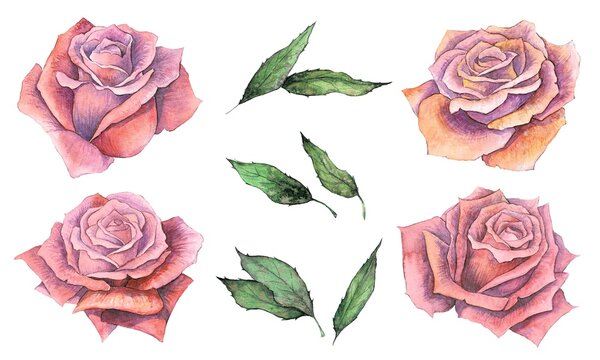 Set of red and pink roses isolated on a white background. Watercolor illustration, botanical painting. Greeting card, rose flowers elements