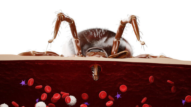 3d rendered illustration of a tick bite