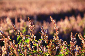 beautiful scenery of Mesona(Chinese Mesona) flowers,many purple with white flowers blooming in the field at a sunny day