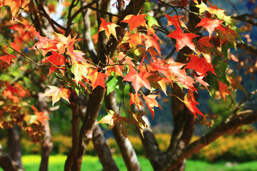 close-up of beautiful colorful Maple leaves,red and yellow leaves growing on the branches of the Maple tree at sunny autumn