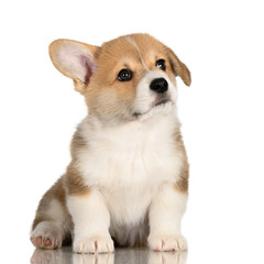 adorable corgi puppy with one floppy ear sitting on white background