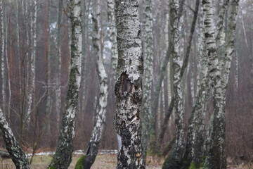 Birch forest in the evening, cloudy weather