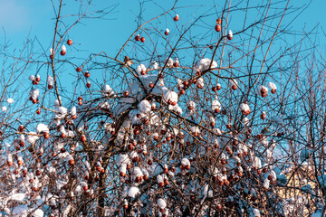 Apples on a tree covered with snow in winter.