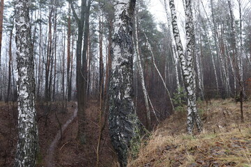 Birch forest in the evening, cloudy weather