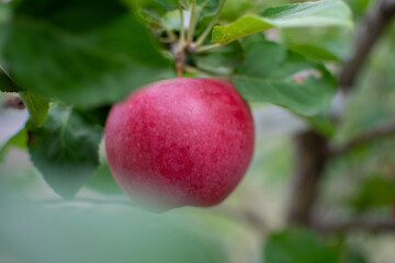 red ripe apple