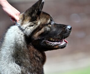 Dog breed American Akita on a walk in the summer 