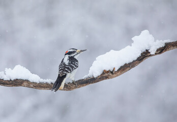 Hairy woodpecker male perched on a snow covered branch in winter in Ottawa, Canada