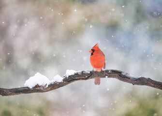 Northern Cardinal male - Cardinalis cardinalis perched on a branch on a cold winter day in Canada