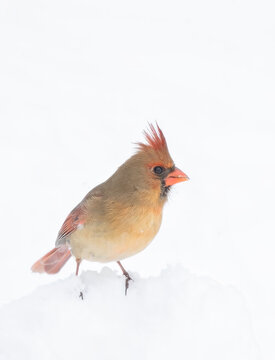 Northern Cardinal - Cardinalis cardinalis female isolated on white background in the winter snow feeding in winter