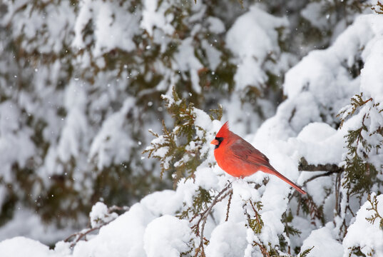 Northern Cardinal male - Cardinalis cardinalis perched on a branch on a cold winter day in Canada