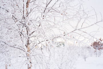 Branches of young birches are covered with fluffy white snow. The holiday is snow day.