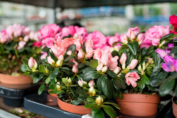 Fototapeta na wymiar Close up of flowers in pots in Nursery shop