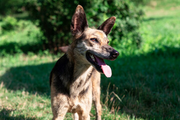Young domestic dog . Pet portrait. Happy animal 