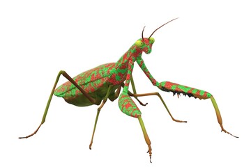 green grasshopper isolated on white background