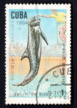 stamp printed in Cuba from Whales and Dolphins issue shows Spotted dolphin
