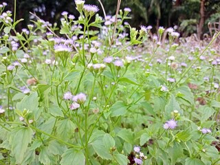 Kirinyuh flower (Chromolaena odorata) in the forest