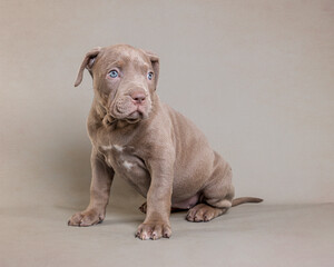 XL Bully American Bulldog Puppy