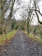 Path in a forest