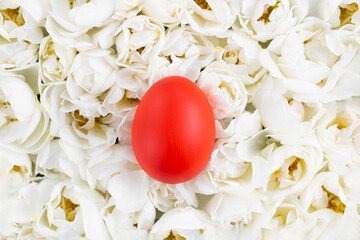 Red Easter egg with white blooming flowers. Color contrast creative concept. Wallpaper and postcard for Religios and Family popular hiliday