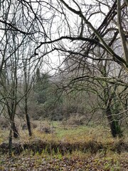 Tree branches