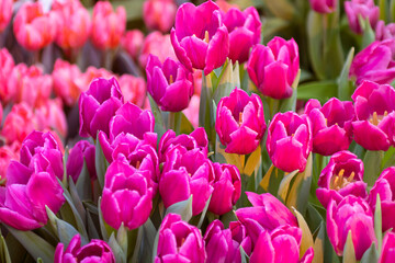 Blooming purple tulips on the background of garden grass