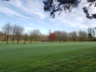 Oak tree with dried leaves and green golf course