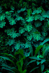 Naklejka na ściany i meble abstract green leaf texture, tropical leaf foliage nature dark green background