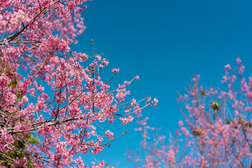 The Phaya Suea Krong tree in winter blooms in pink in full bloom on a bright blue day atop Phu Lom Lo in the tourist destination of Phitsanulok, Thailand.