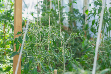 Tomato plants are grown in a greenhouse and tied with ropes to a support