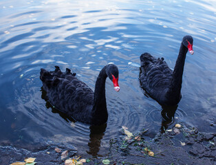 black swan in water close up, wilde animals life