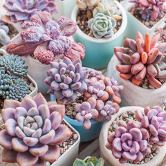 Beautiful colorful succulent flowers background