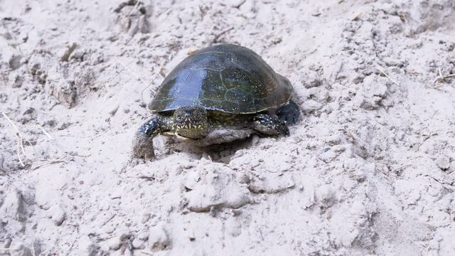 European River Turtle Crawling by Wet Sand to the Water. Large pond tortoise stuck spotted head out of shell and moves along river bank. Reptile with powerful paws, claws. Summertime. Wildlife. 4K.