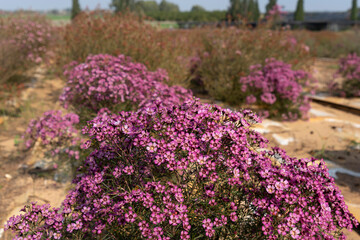 Obraz premium Growing wax flowers in flower beds