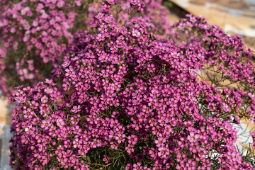 Growing wax flowers in flower beds