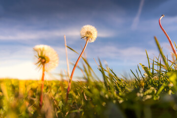 Fototapeta na wymiar Dandelion on a summer meadow seen from the ground