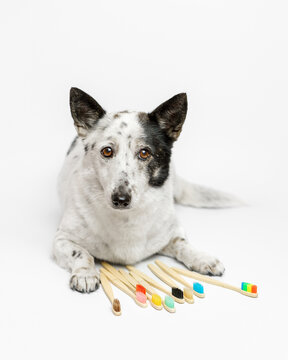Adorable small black and white dog is lying, bunch of multicolored bamboo brushes beside her.