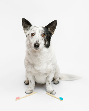 Cute black and white dog is sitting, looking at a camera, pink and blue toothbrushes in front of her.