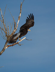 American bald eagle in flight