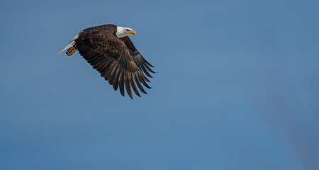 American bald eagle in flight