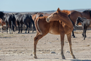 Cute Wild Horse Foal in Summer in the Utah Desert